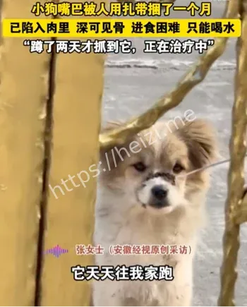 狗狗嘴巴被扎带捆了一个月